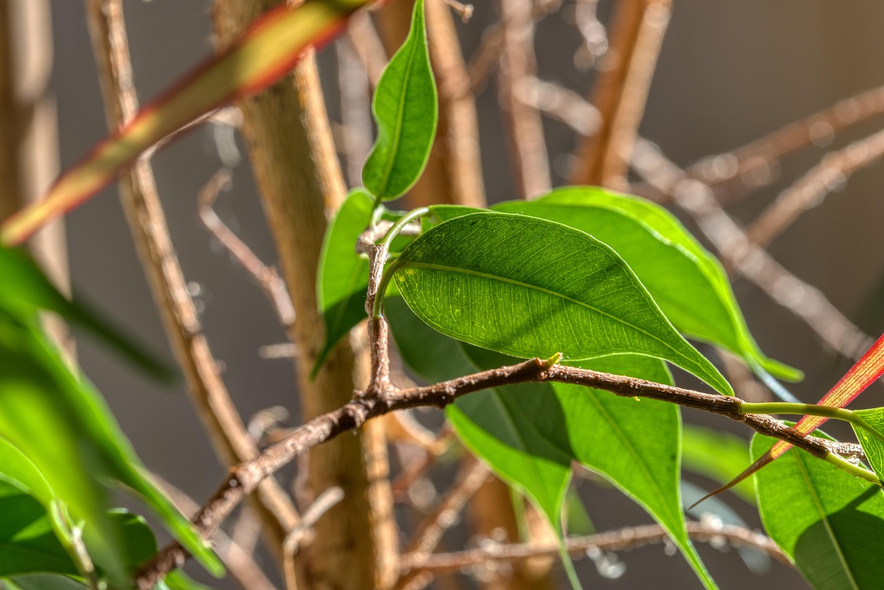 Ficus benjamina con foglie ingiallite, segno di eccesso o carenza d'acqua.