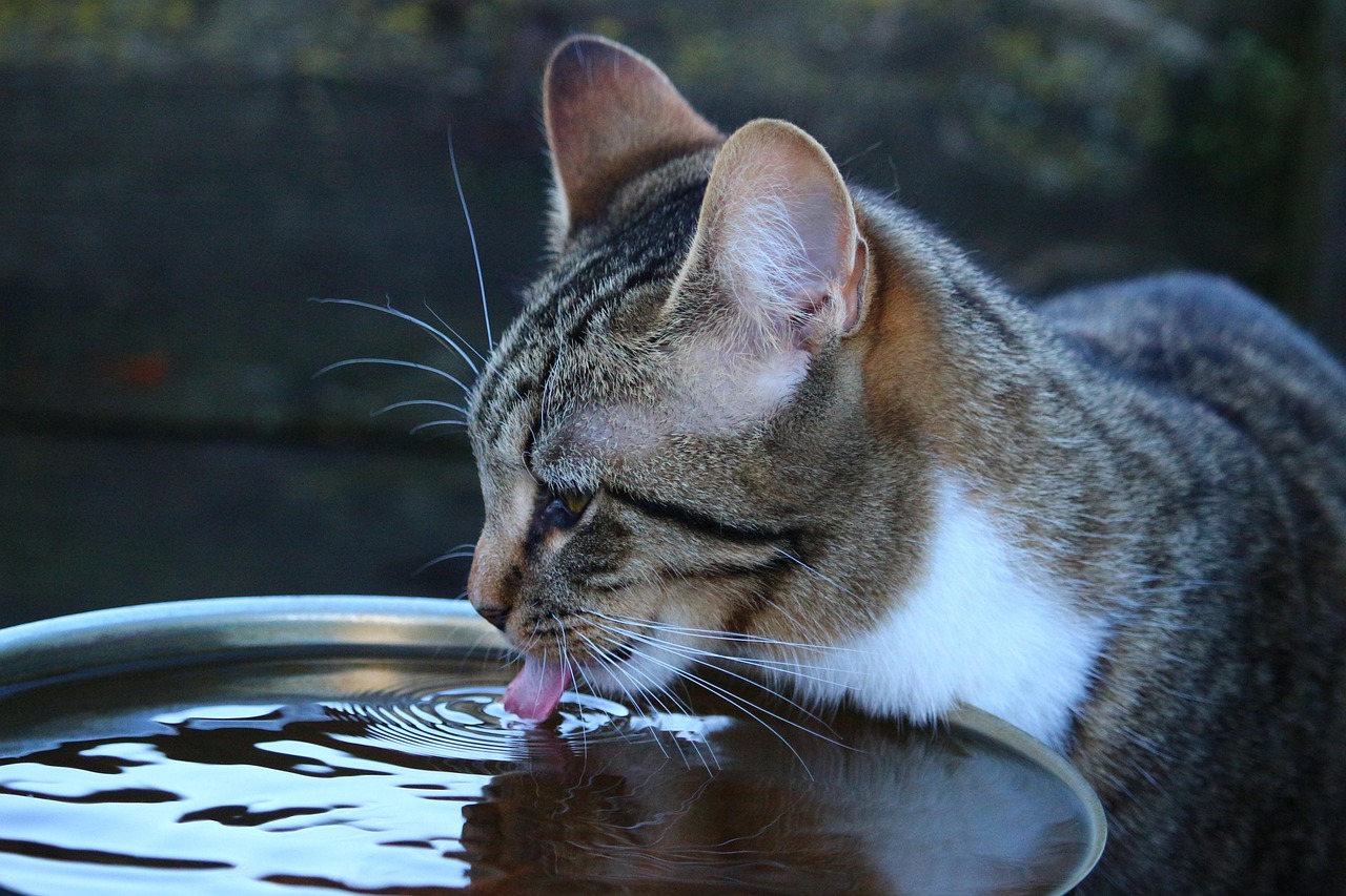 Gatto che beve acqua fresca da una ciotola, simbolo di idratazione e salute felina.