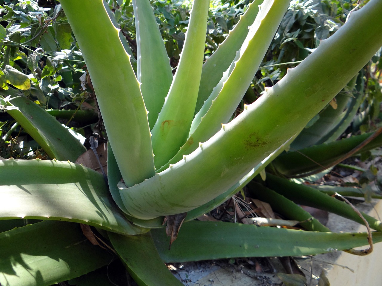 Aloe vera in vaso con foglie ingiallite, simbolo di crescita bloccata a causa di fattori invisibili.