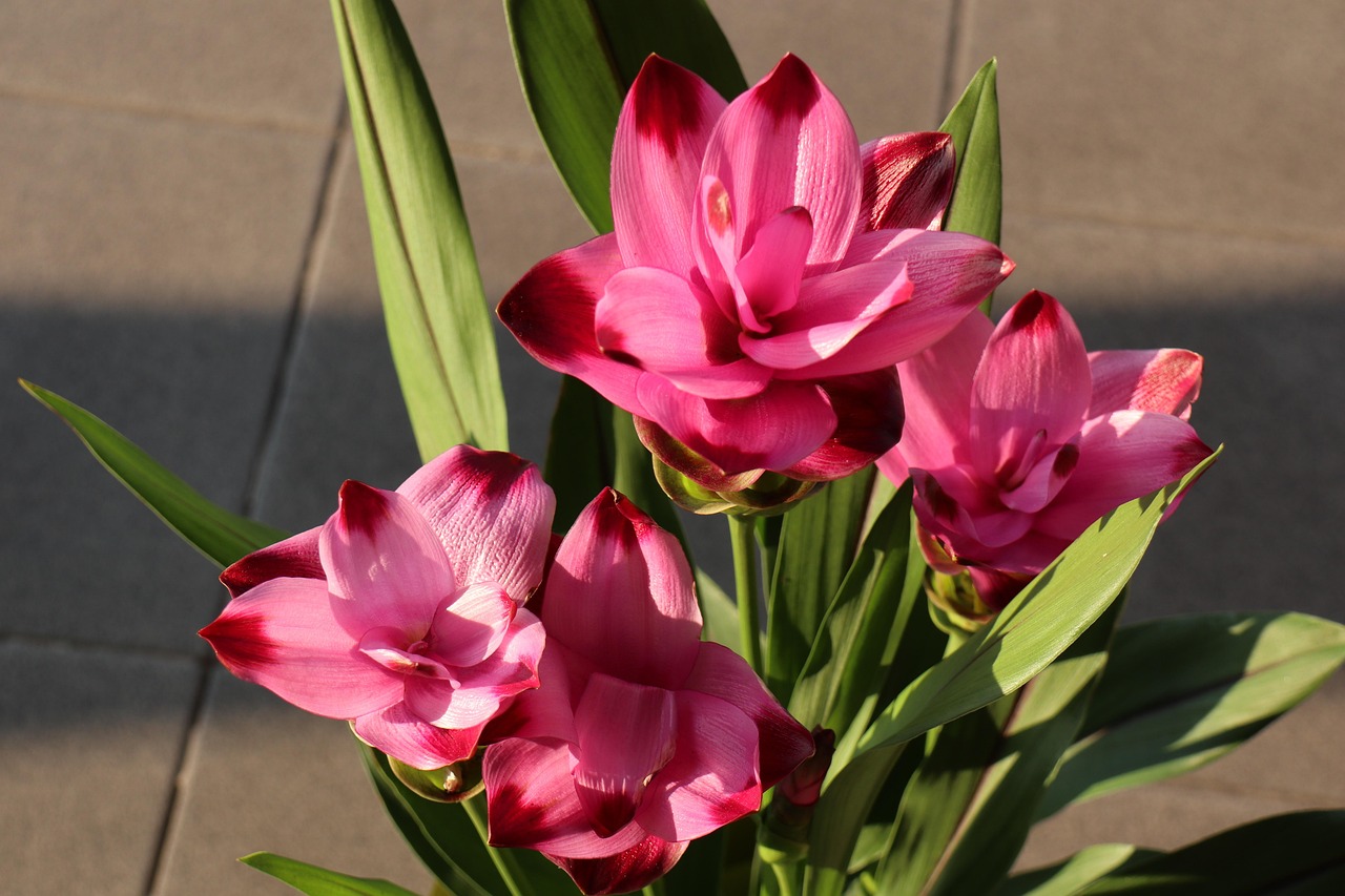 Curcuma in vaso con fiori gialli vivaci, sbocciati e rigogliosi, che durano a lungo.