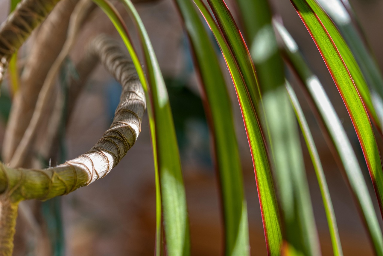 Dracaena piegata in un vaso, evidenziando segnali di stress o adattamento.