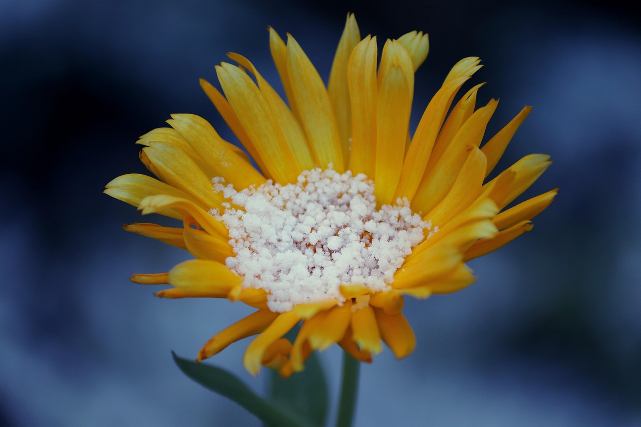 Una pianta verde sana con un flacone di aspirina sullo sfondo, simbolo di cura naturale.