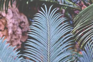 Foglie di Cycas ingiallite a macchie, segno di carenza di manganese.