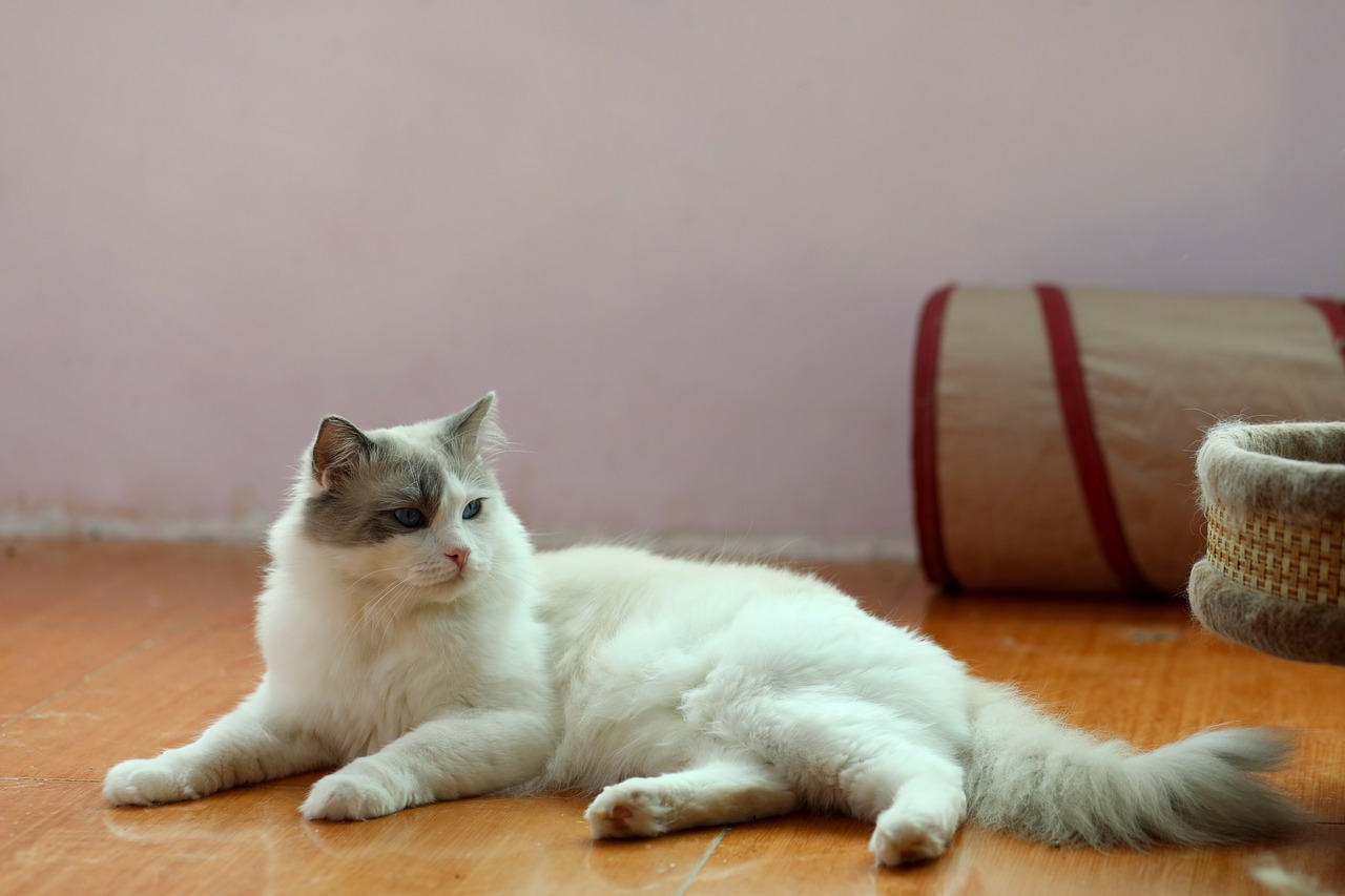 Gatto addormentato sul pavimento, simbolo di relax e comfort felino.