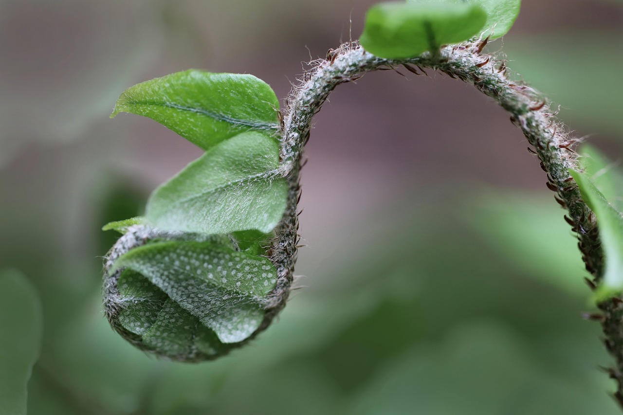 Asplenium con foglie molli, evidenziando la texture e il colore delle foglie verdi.