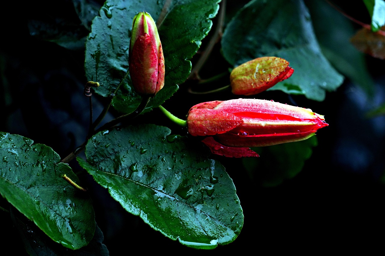 Pianta dimenticata che riemerge, simbolo di tendenze di giardinaggio moderne e sostenibili.