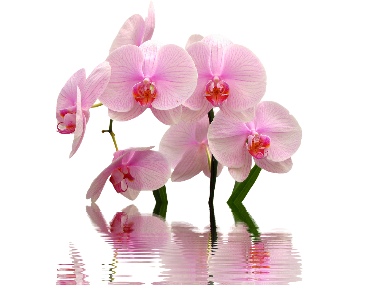 Giardiniere che bagna un'orchidea con un metodo innovativo in un giardino verde.